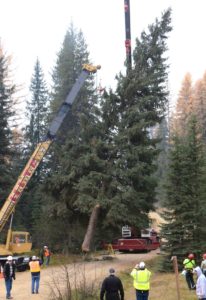 cranes-hold-christmas-tree